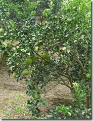 P1010765